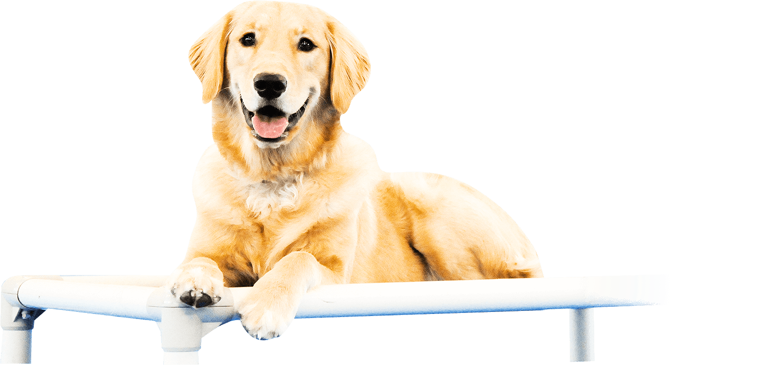 puppy classes mn trainers in minnesota breeds picture puppy classes mn trainers in minnesota breeds picture