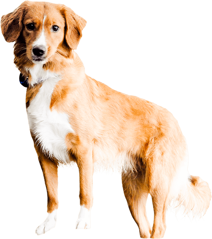 puppy classes mn minnesota neuman k 9 academy puppy classes mn minnesota neuman k 9 academy