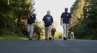 Three trainers walking dogs on leash down a tree-lined road