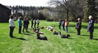 Owners practicing with their dogs during a handler training session on the lawn