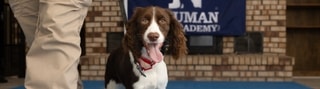 Spaniel puppy beside its trainer at Puppy Boot Camp