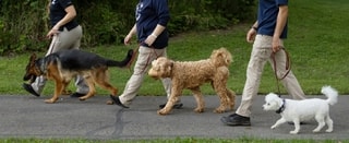 Trainers heeling three dogs on leash during a group walk