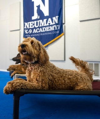 Doodle graduate lying on a cot under the Neuman K-9 Academy banner