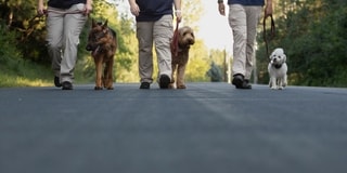 Three Neuman K-9 Academy trainers walking a German Shepherd, a doodle and a small white dog on leash