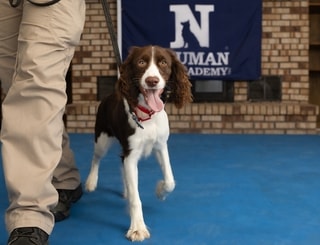 Brown and white spaniel puppy walking beside its trainer