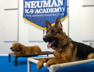 German Shepherd resting on a raised cot under the Neuman K-9 Academy banner
