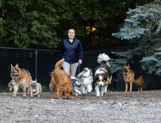 Trainer with a group of boarding dogs in an outdoor play yard