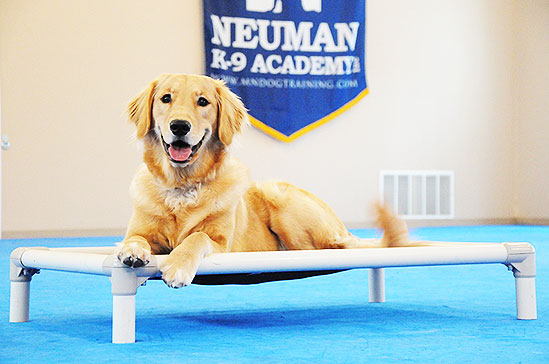 Dakota (Golden Retriever) - Boot Camp Dog Training
