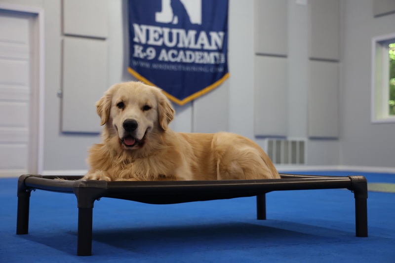 Calvin (Golden Retriever) - Puppy Camp Dog Training