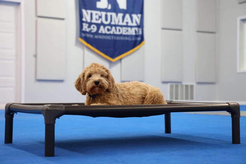 Cody (Cavapoo) - Puppy Camp Dog Training