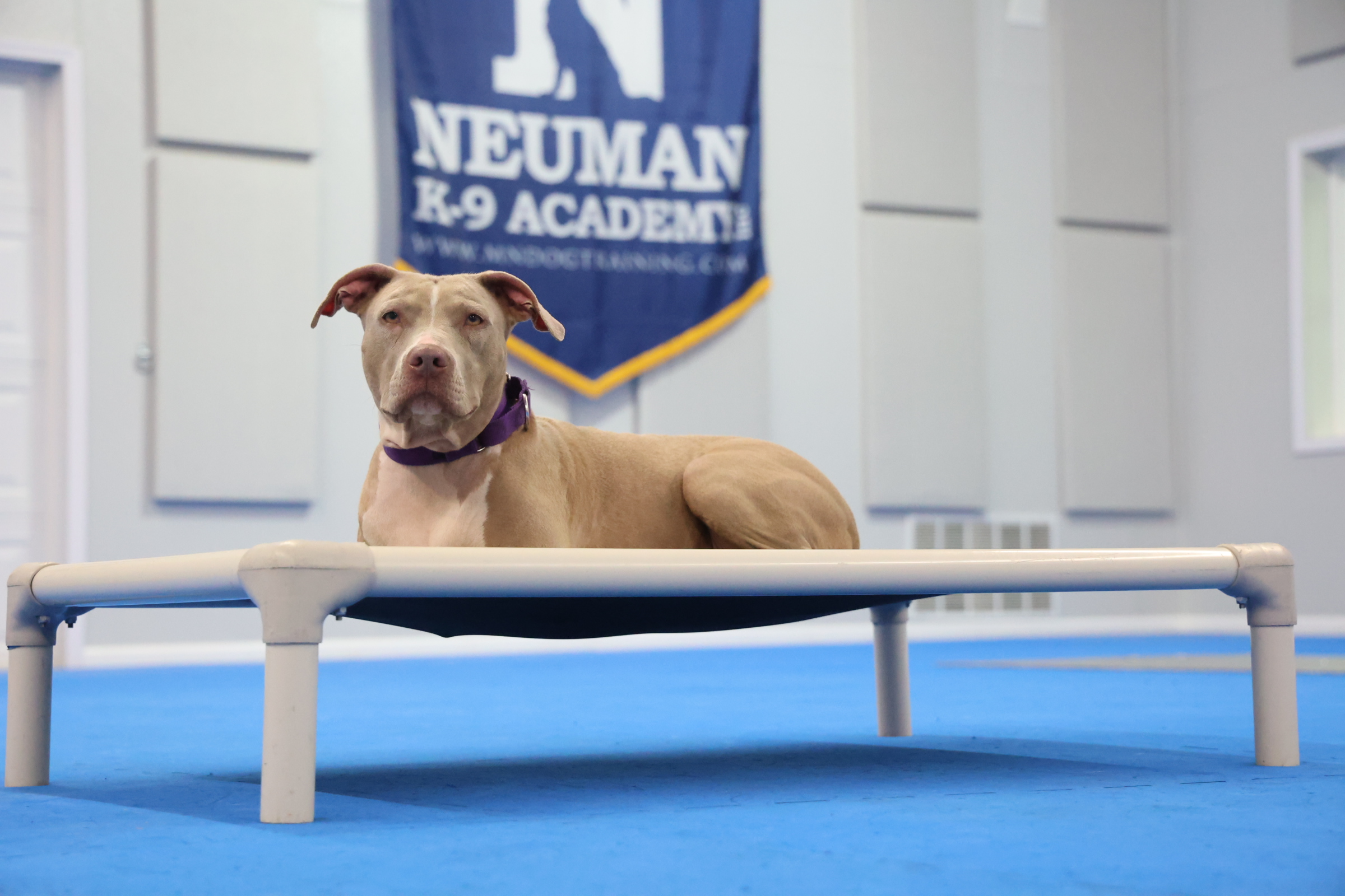 Coral (Pitbull) - Puppy Camp Dog Training