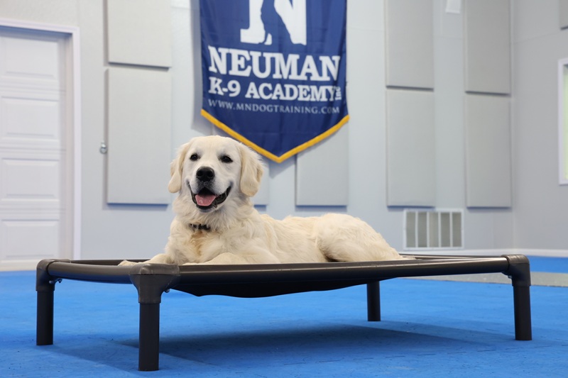 Ekker (Golden Retriever) - Puppy Camp Dog Training