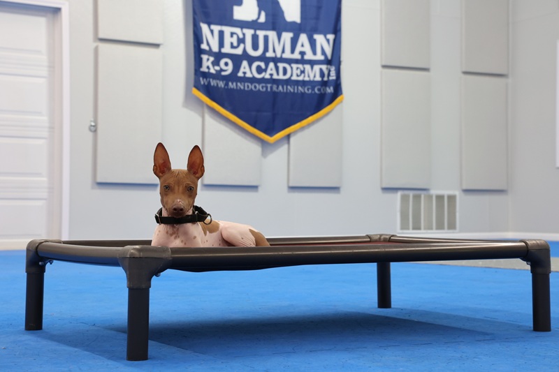 Jax (American Hairless Terrier) - Puppy Camp Dog Training
