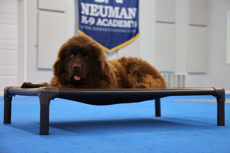 Pearl (Newfoundland) - Puppy Camp Dog Training