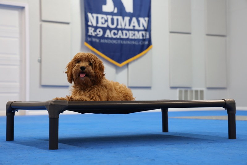 Poppy (Cavapoo) - Puppy Camp Dog Training