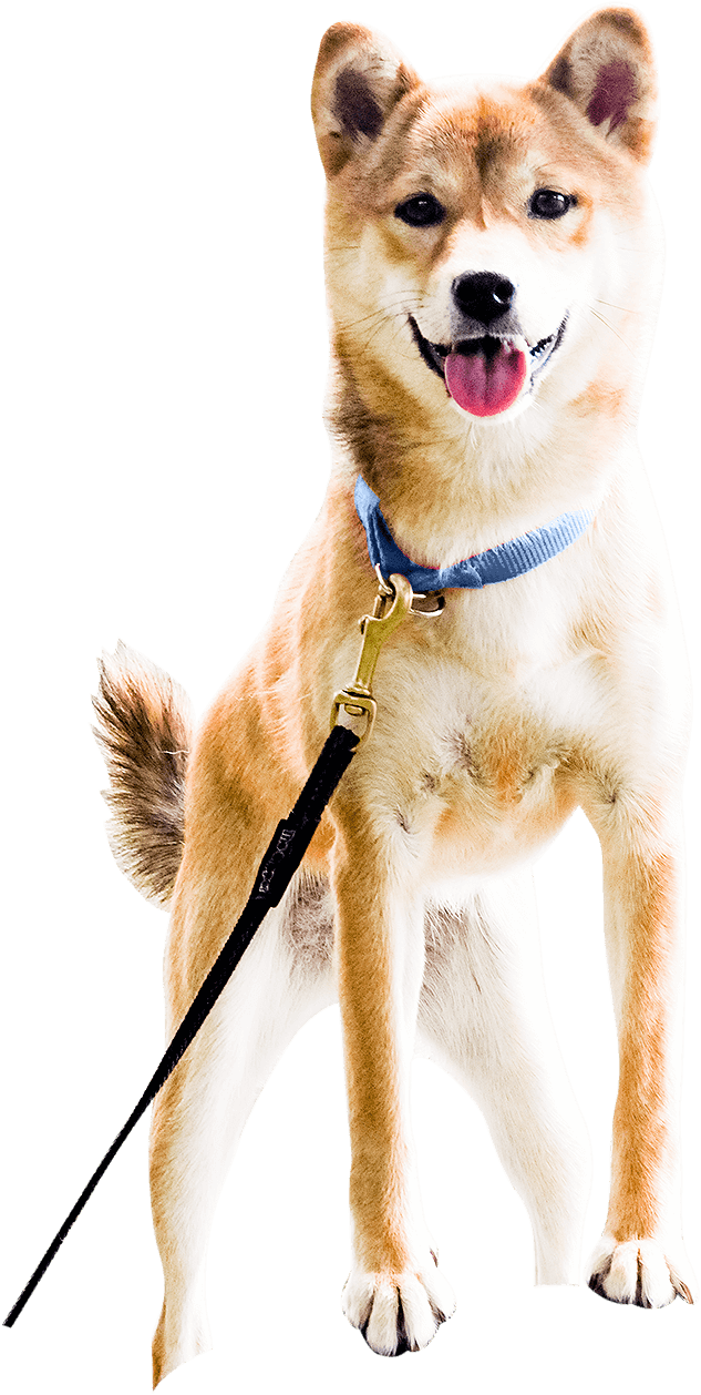 Ceilidh (Shiba Inu) - Boot Camp Dog Training
